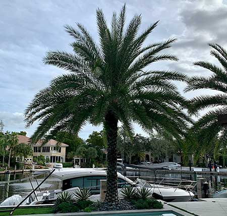 Palm and Yacht