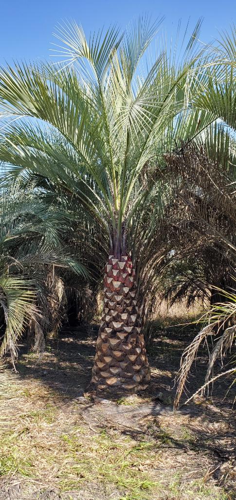 Pindo Palm Iguana Palms Wholesale Cold Hardy Palms