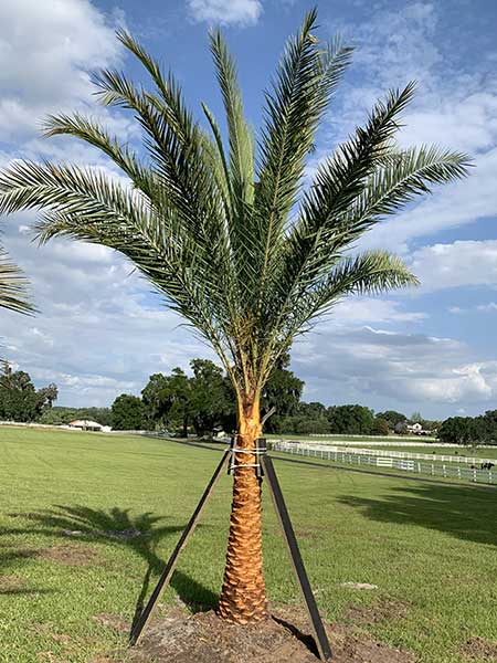 sylvester palm