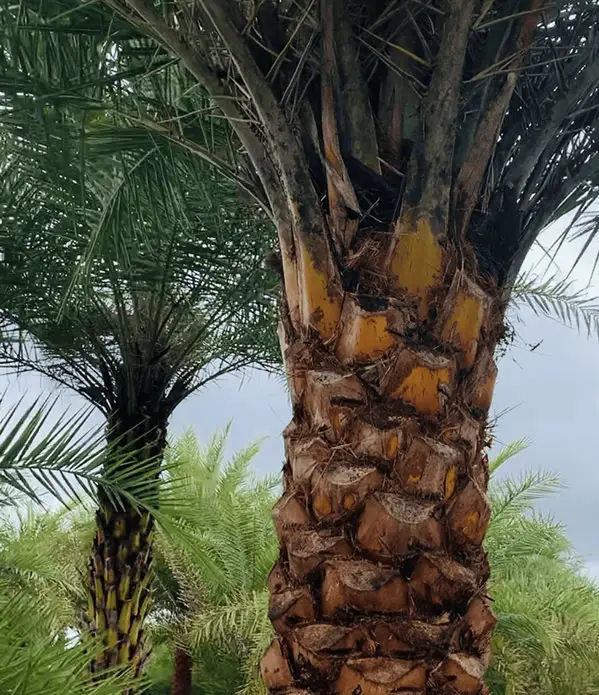 Palma silvestre
