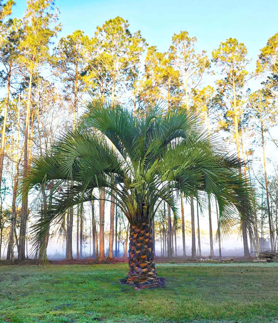 palms0