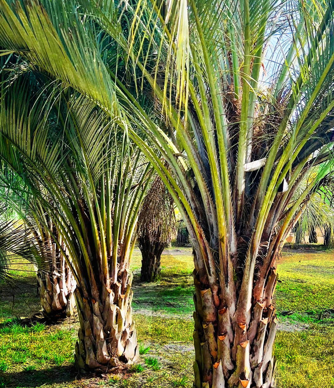 palms05