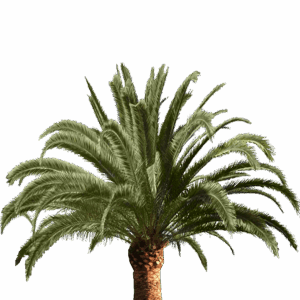 Canary Island Date Palm