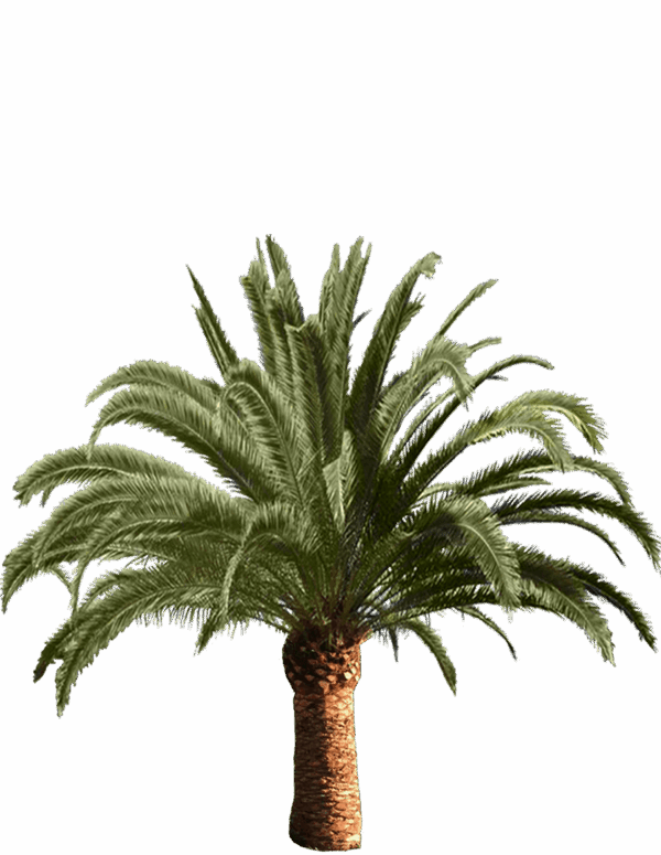 Canary Island Date Palm