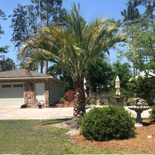Pindo Palm - Image 2