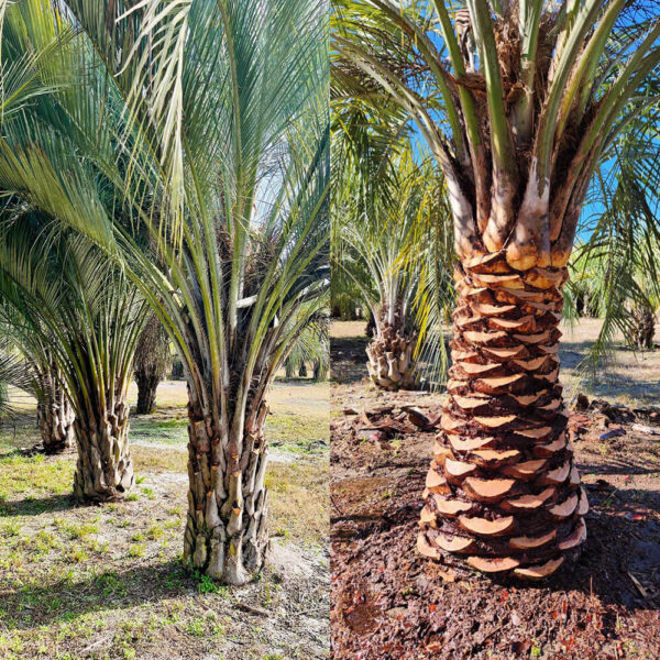Pindo Palm - Image 3