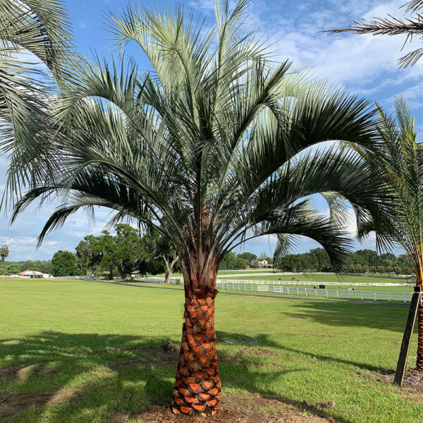 Pindo Palm - Image 4