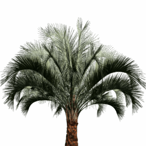 Pindo Palm
