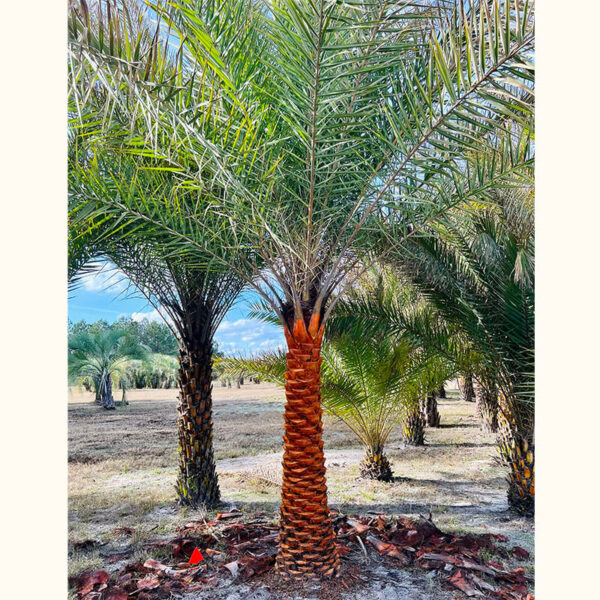 Pindo Palm - Image 5