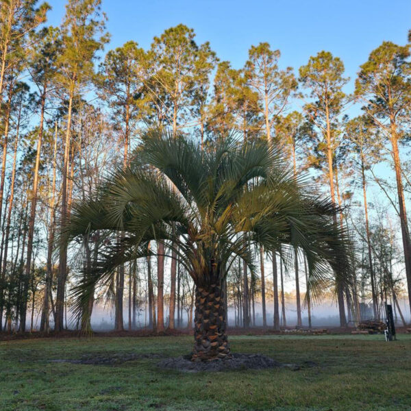 Pindo Palm - Image 7