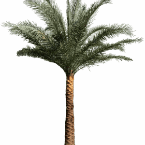 Sylvester Palm