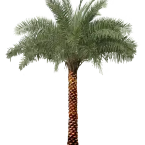 Sylvester Palm
