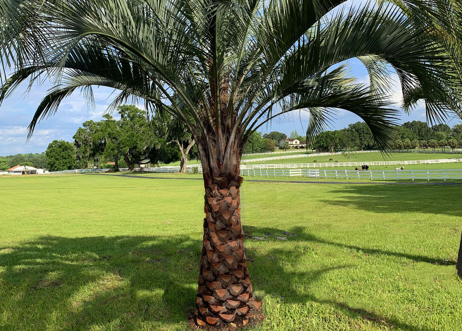 gallery palm (2)