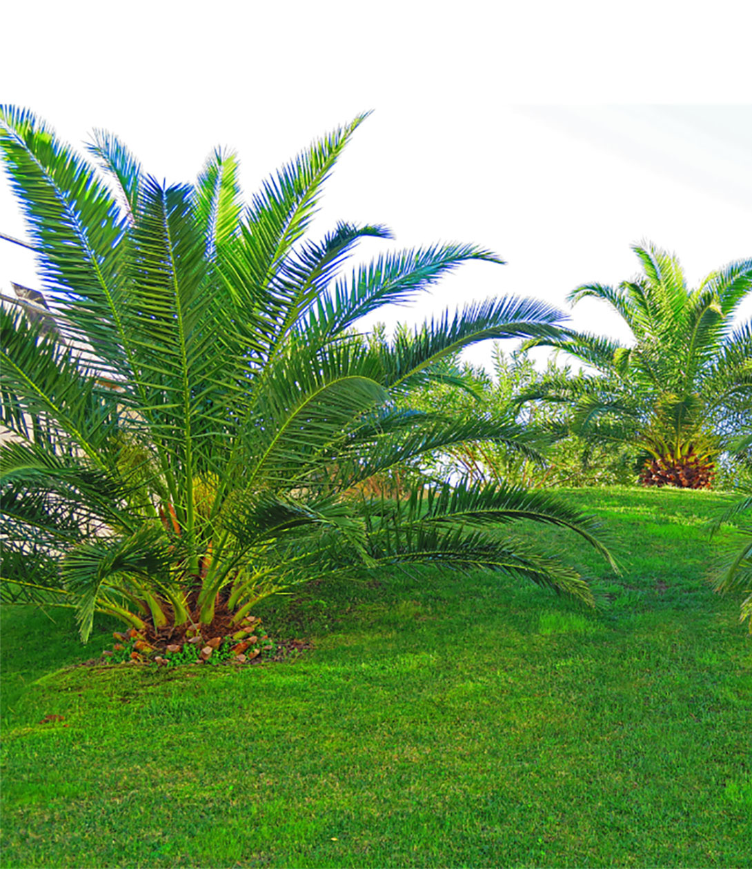 palmtrees99 - 3