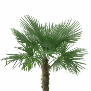 Windmill Palm