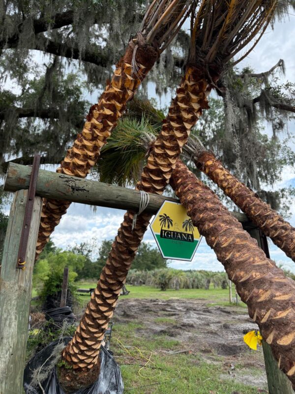 Phoenix Sylvestris | Sylvester Palm – Iguanapalms.com