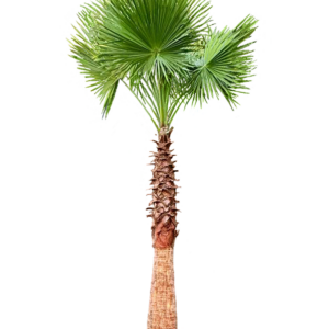 Mexican Fan Palm (Washingtonia robusta)