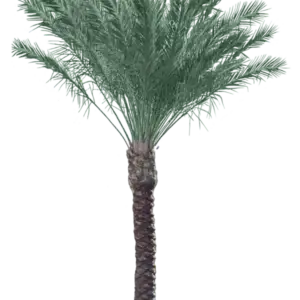 Medjool Date Palm | Iguana palms