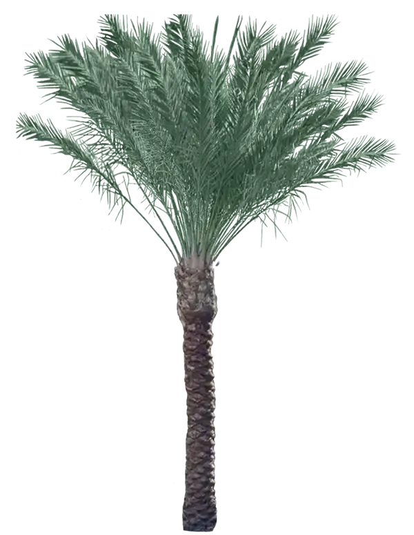 Medjool Date Palm | Iguana palms