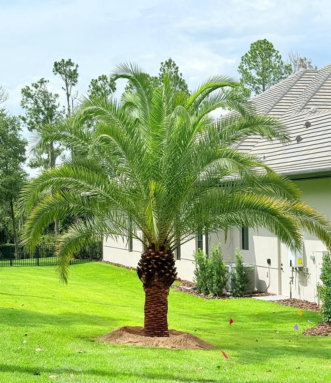 All About Date Palms