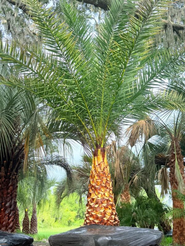 Phoenix Sylvestris | Sylvester Palm – Iguanapalms.com