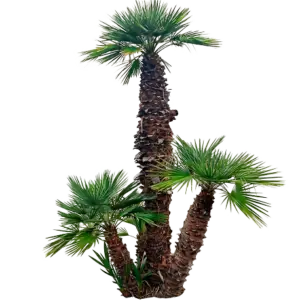 European Fan Palm