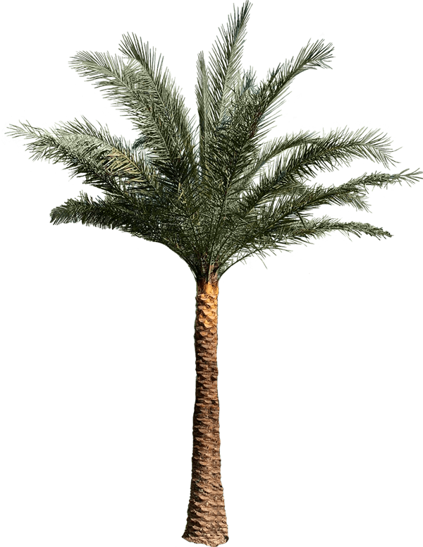 Sylvester Robusta Palm | Iguana Palm