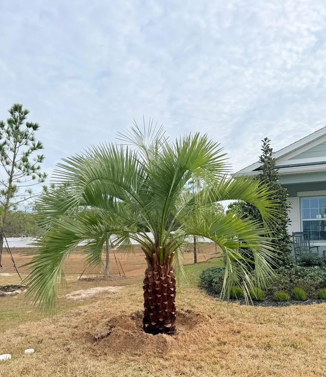 Cold hardy palm trees for The Villages, FL