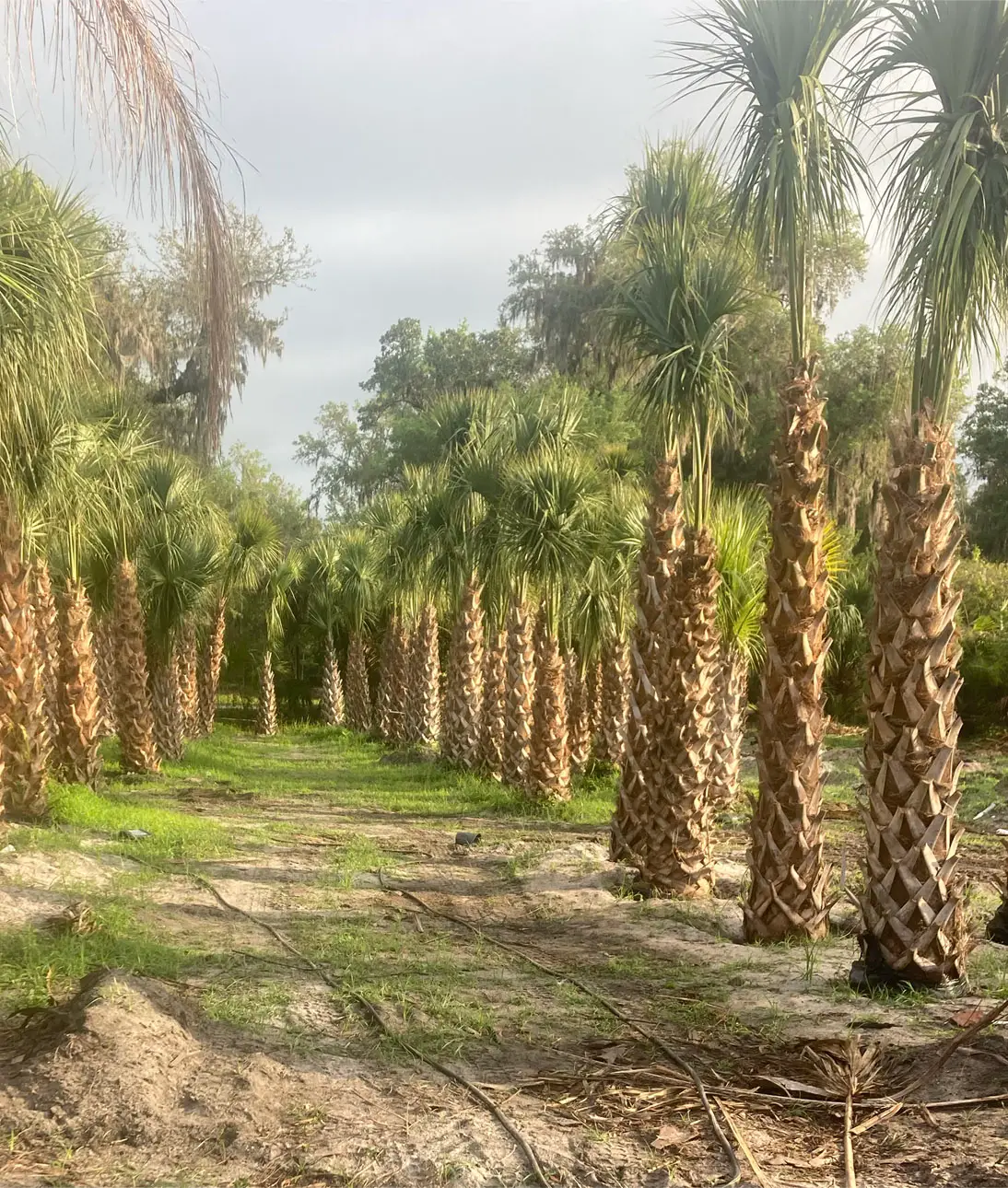 sabalpalmettocover