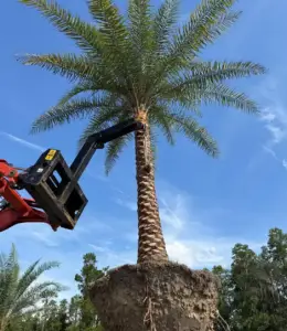 Healthy palm tree in a Central Florida yard after professional maintenance