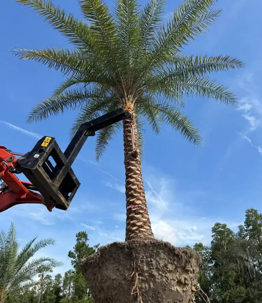 Healthy palm tree in a Central Florida yard after professional maintenance
