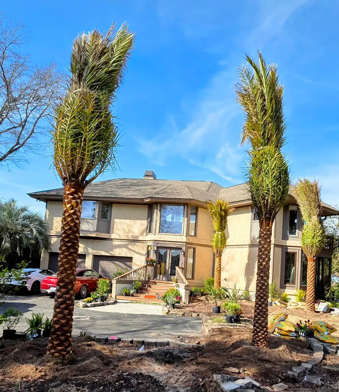 Cold-hardy Wholesale Palms: The smart choice for landscapers in Florida & Georgia